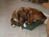 Cliquez ici pour voir l'image (O coussin.jpg)